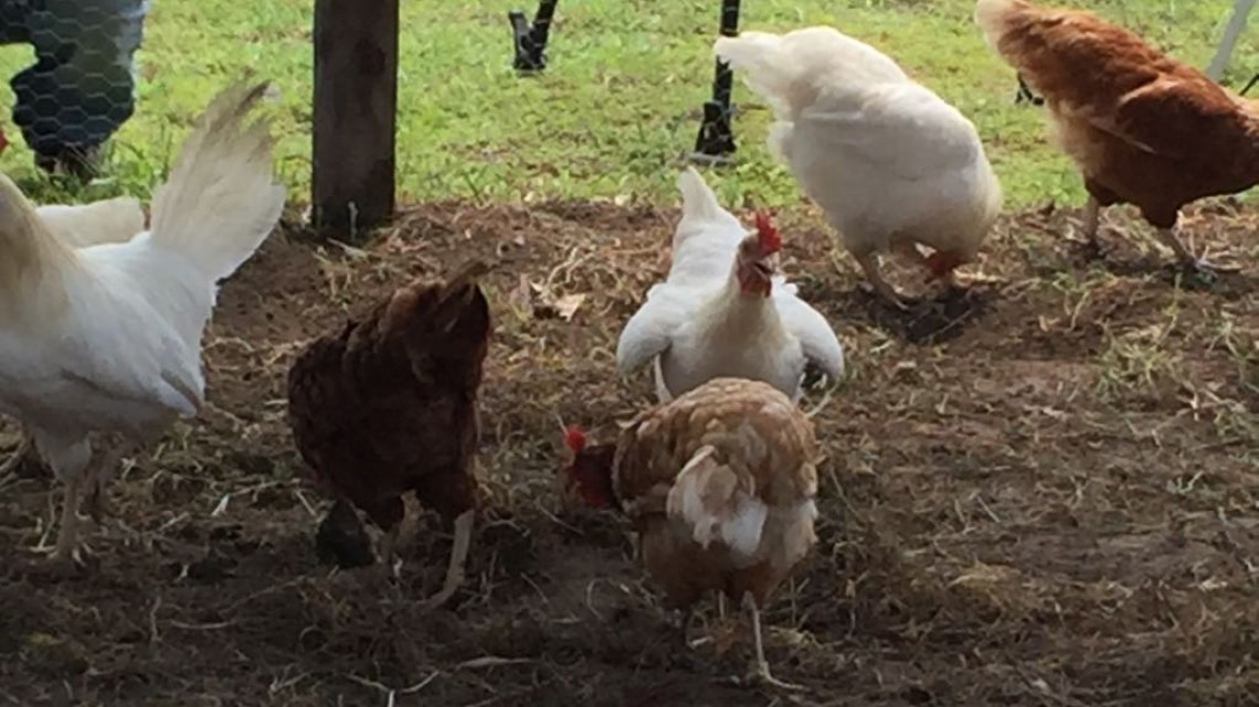 ⁠⁠⁠Entregan equipos para la creación de huertos