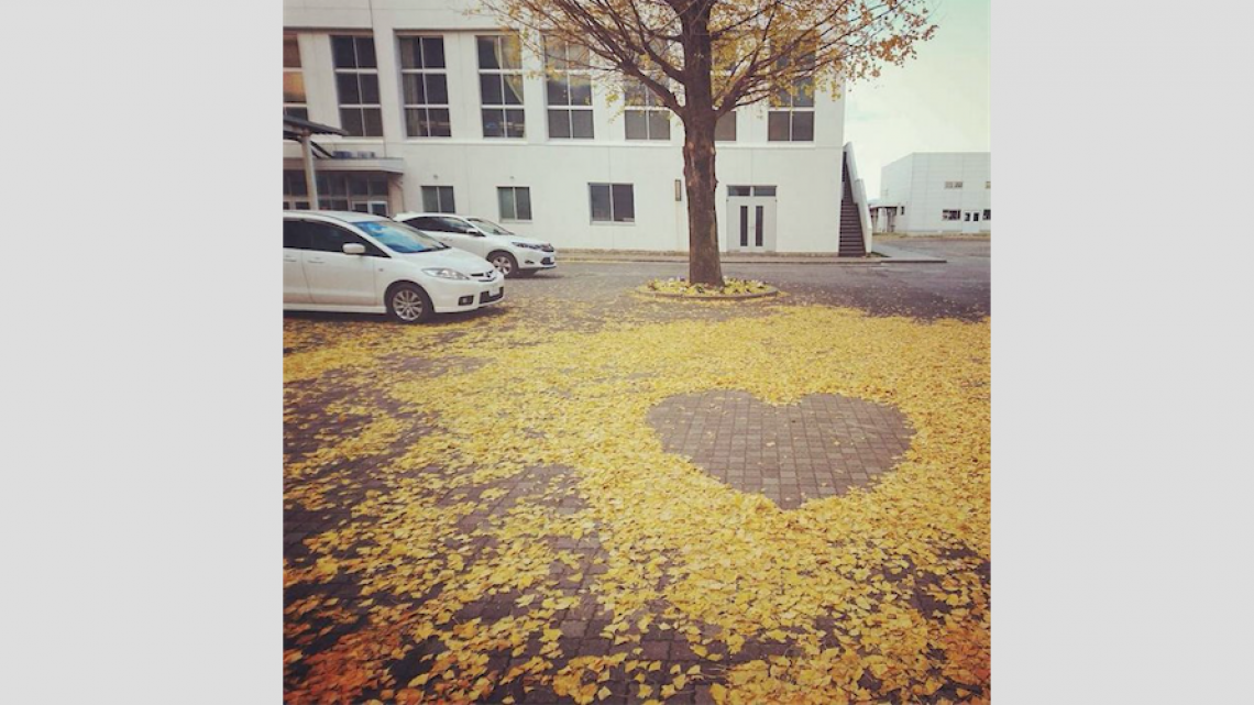 Obras de arte con hojas caídas en Japón