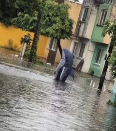 Captan avistamiento de un “tiburón” paseando por las calles inundadas de Veracruz 