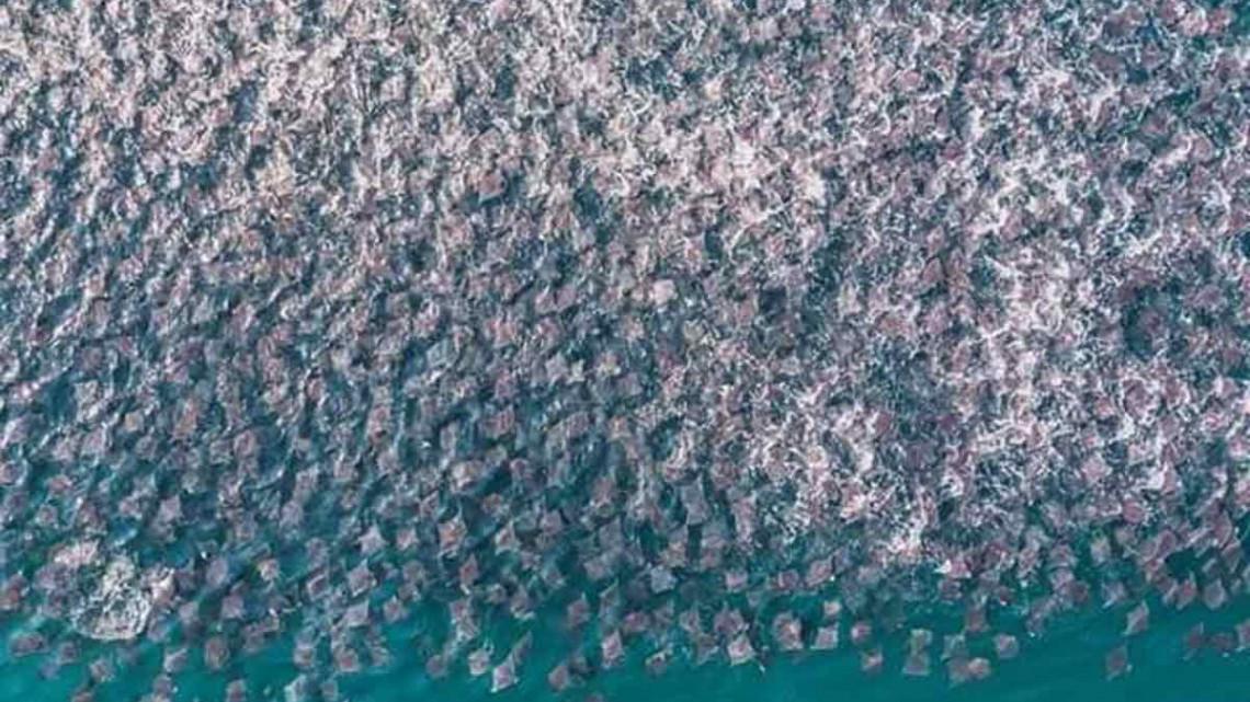Hermoso espectáculo de mantarrayas en Puerto Escondido