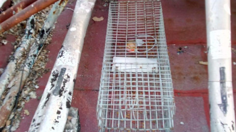Instalan trampas para mapaches en techos del hospital del ISSSTE