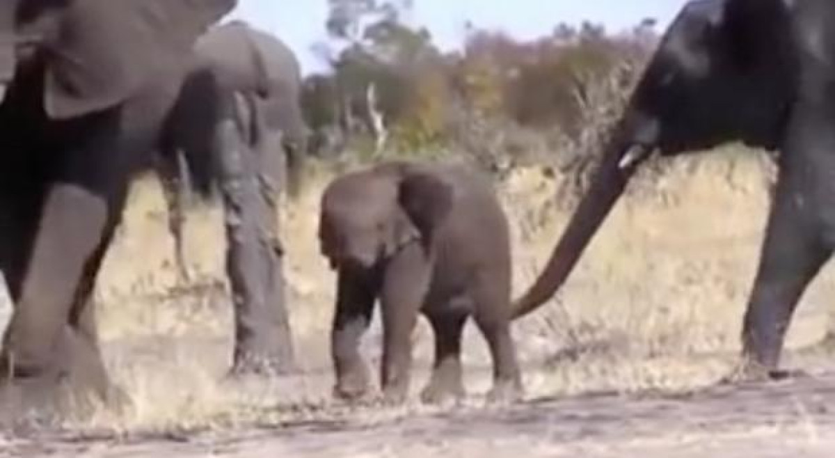 Captan a un elefante sin trompa