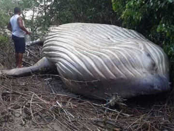 Encuentran ballena jorobada en el Amazonas