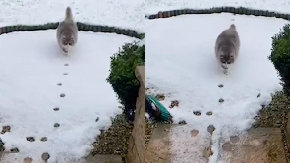 Gato regresa sobre sus huellas para no tocar la nieve