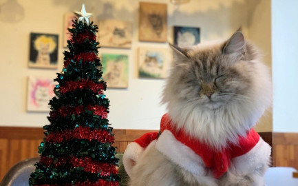 Disfrazan de ‘Santa Claus’ a gatitos rescatados