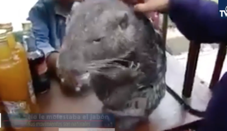 A la rata no le molestaba el jabón