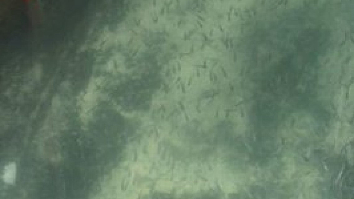 Increíbles efectos de la cuarentena en Venecia