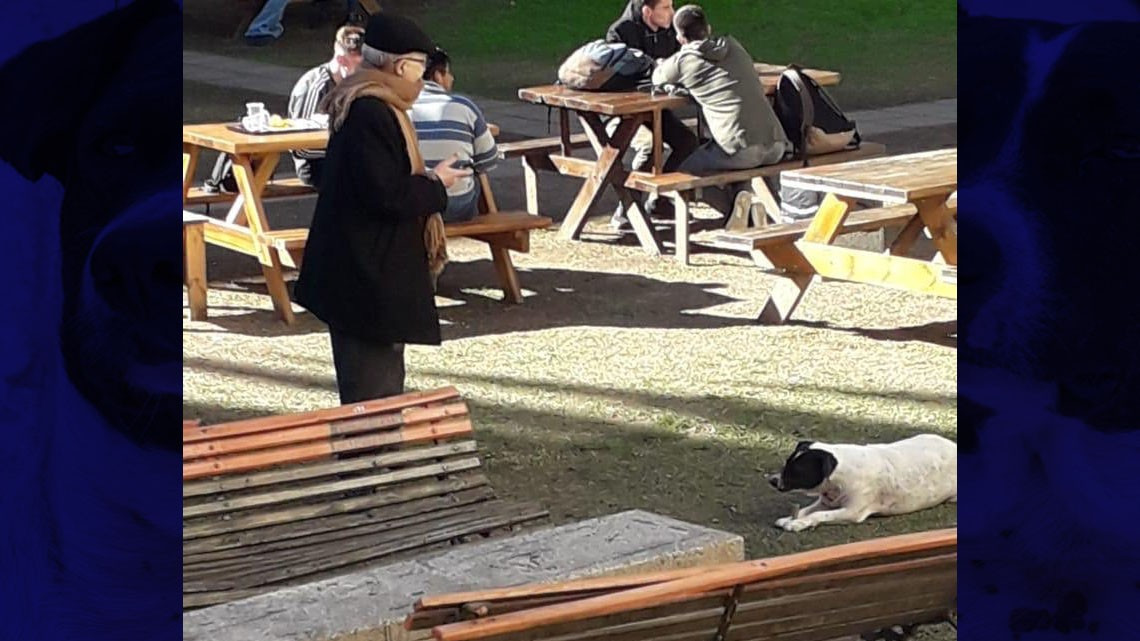 El "perro vaca" que engañó a una ciudad entera