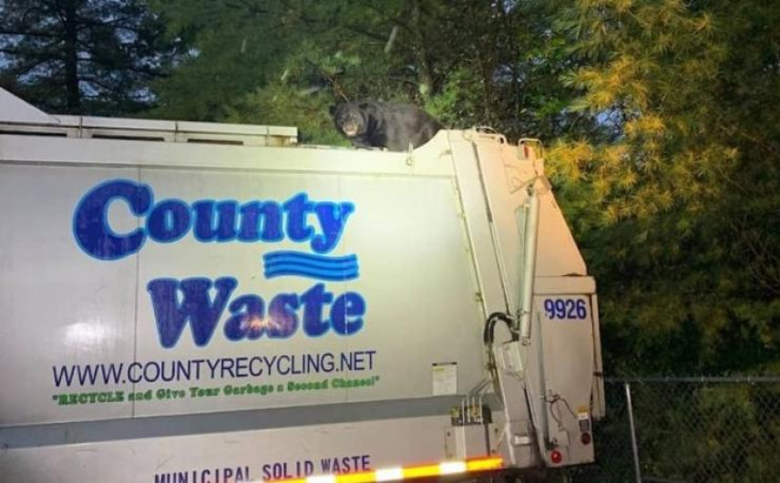 Oso negro se sube a un camión de la basura en Pensilvania 