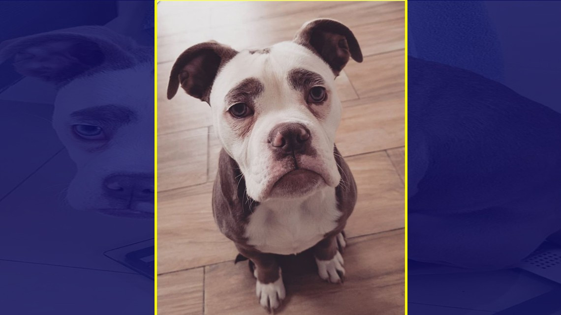 La perrita más "triste" de Internet