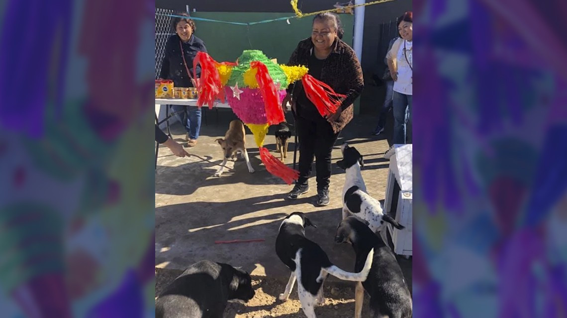 Ofrecen posada para perritos callejeros en Matamoros