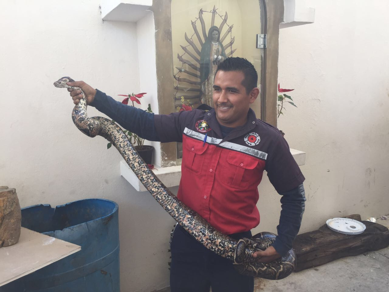 Atrapan a boa de casi tres metros de largo