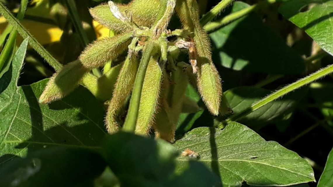 Gestionan rehabilitación de caminos para mejorar la cosecha en el campo