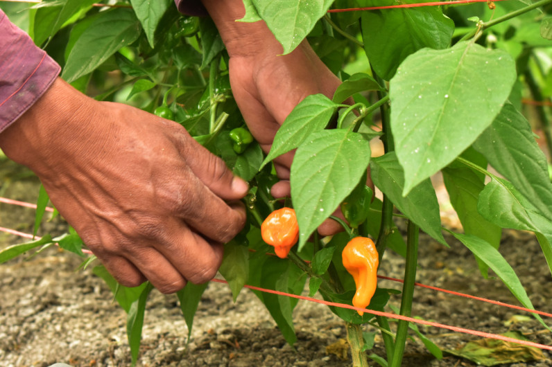 Gobierno de Tamaulipas, alerta por empresas fraudulentas, que ofrecen trabajo en el extranjero