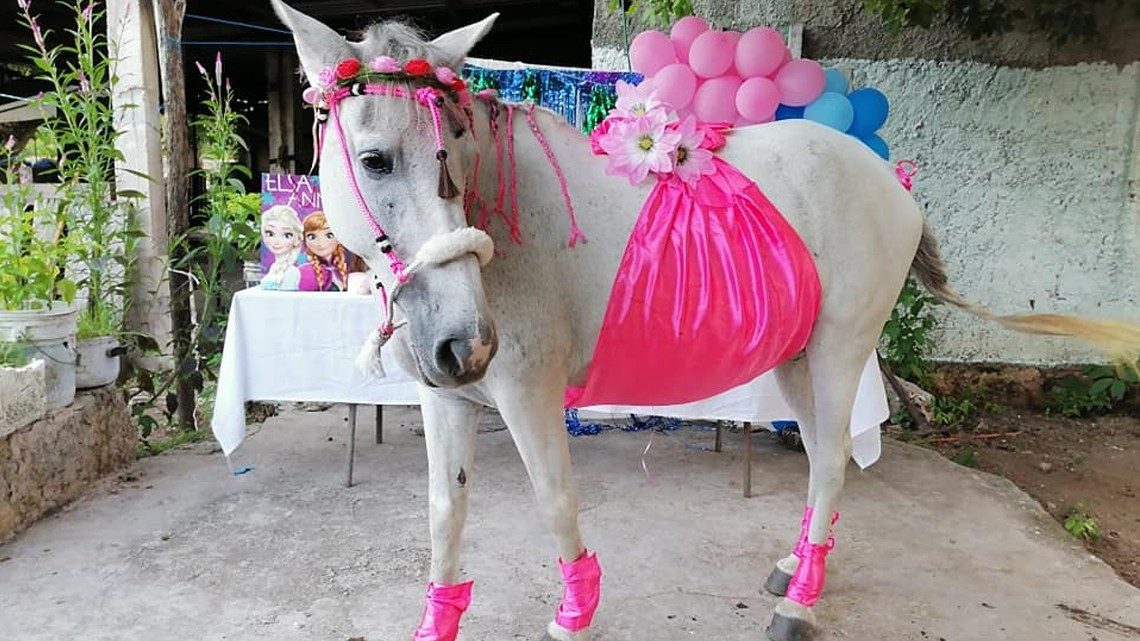 Hacen baby shower a una yegua en Yucatán 
