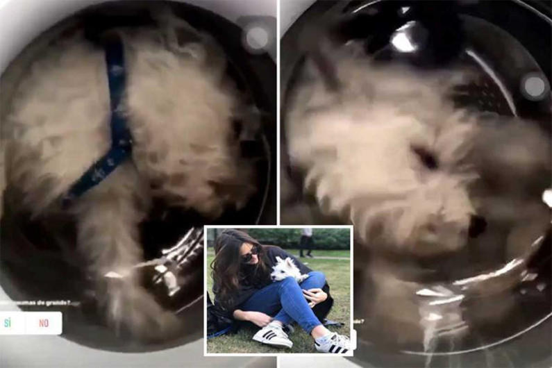 Amenazan de muerte a joven que metió a la lavadora a su perro