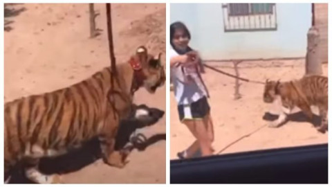 Con correa, niña pasea a un tigre de bengala por calles de Sinaloa