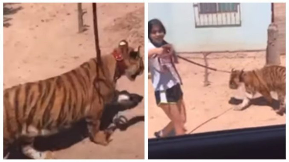 Con correa, niña pasea a un tigre de bengala por calles de Sinaloa