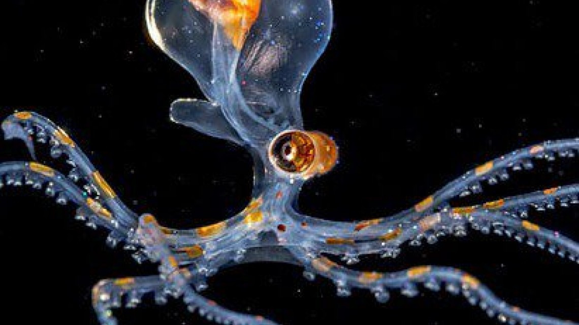 Animales transparentes que parecen fantásticos pero no lo son