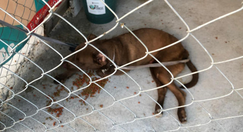 Procederá municipio contra chófer que atropelló a mascota