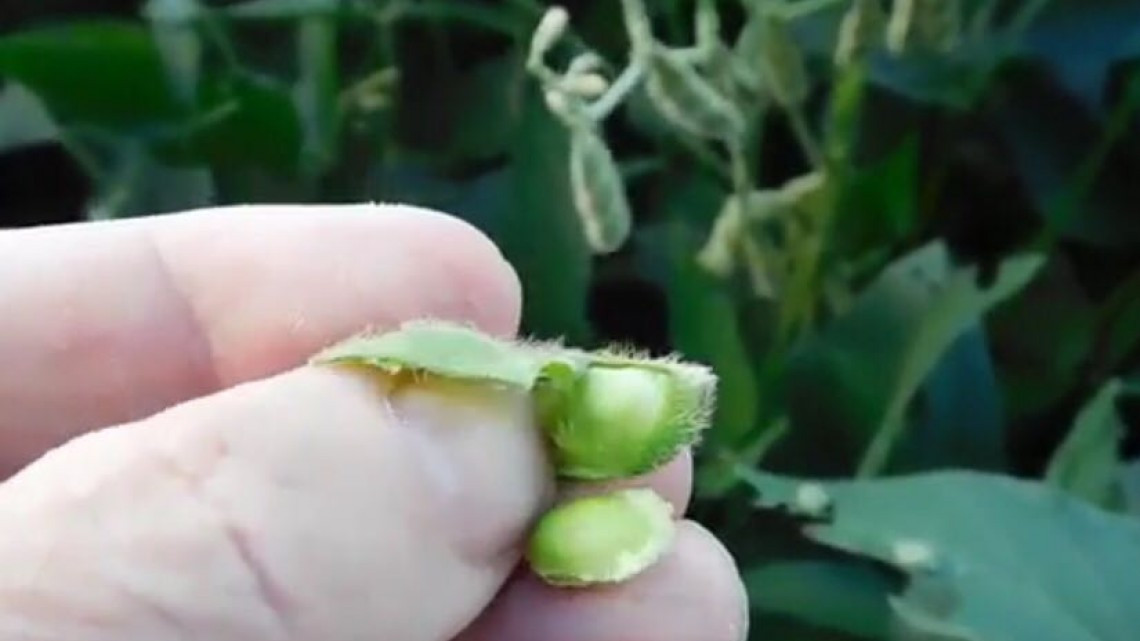 Rehabilitan caminos para siembra de 40,000 hectáreas de soya