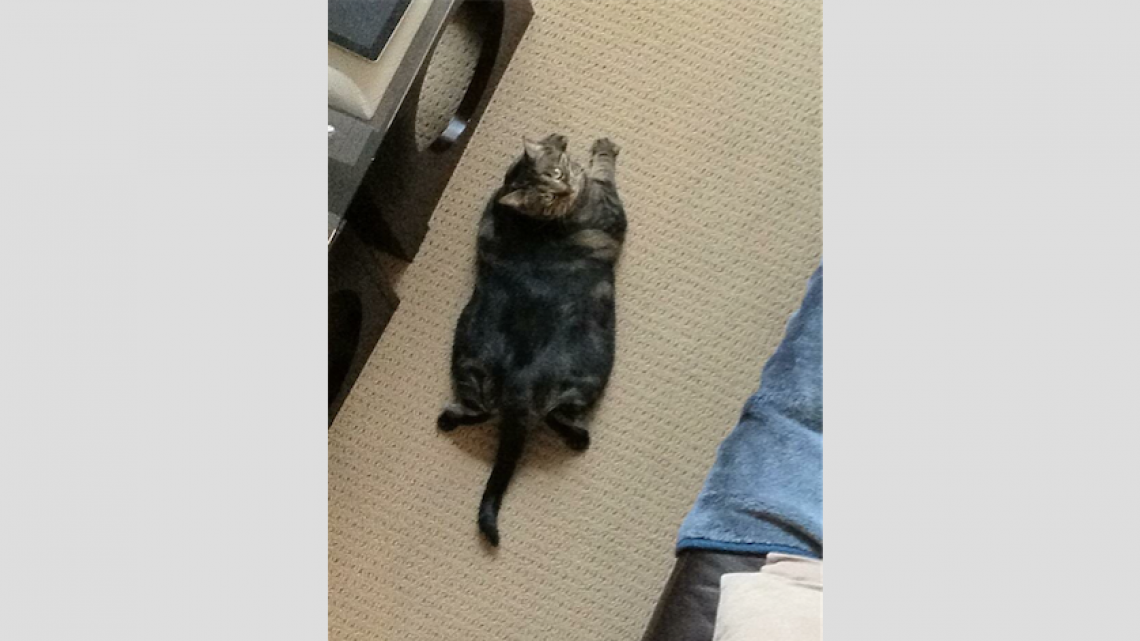 El gato musculoso que está conquistando internet 