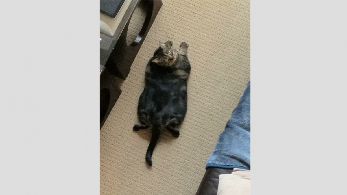 El gato musculoso que está conquistando internet 