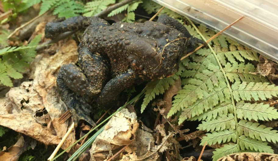Encuentran sapo sin cabeza saltando