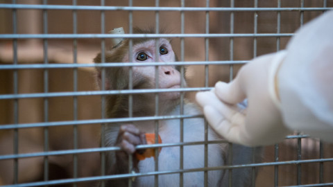 Recapturan a otros 5 monos que escaparon de laboratorio en Carolina del Sur; 13 siguen sueltos