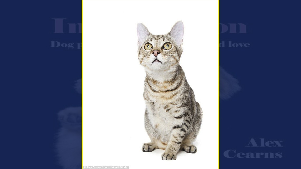 La perfección de los imperfectos