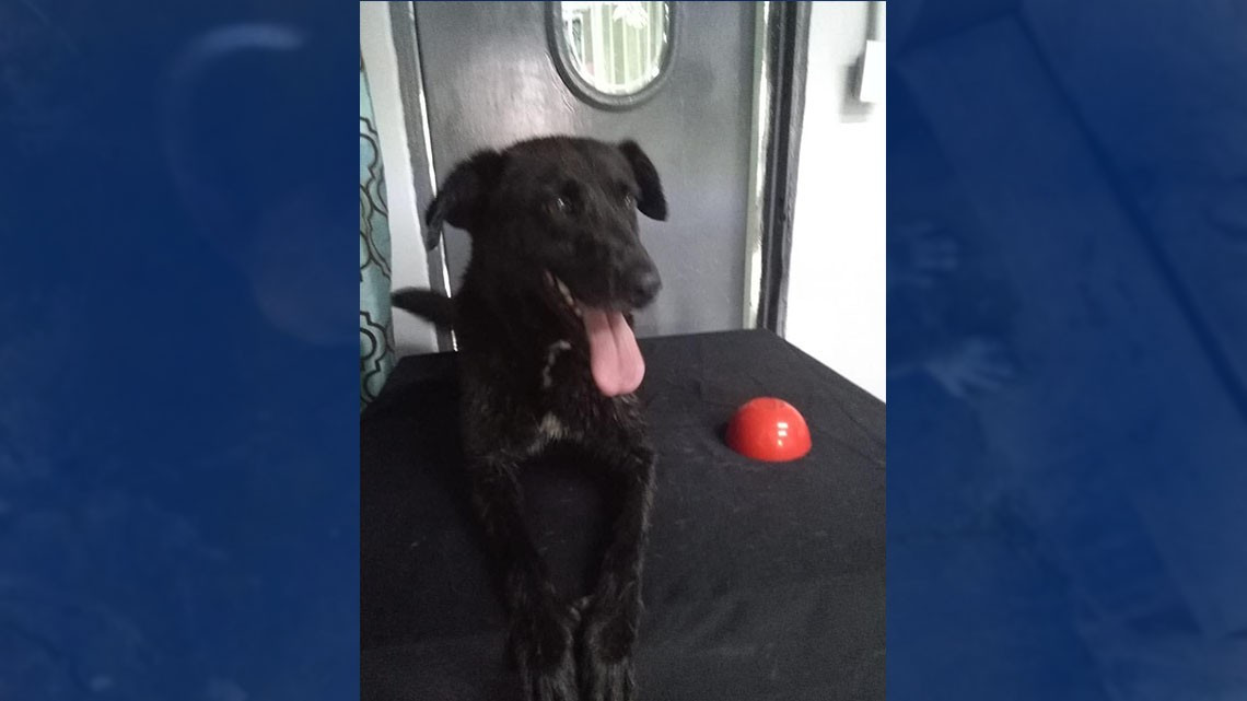 Refugios de animales frenan rescates, urgen adopciones