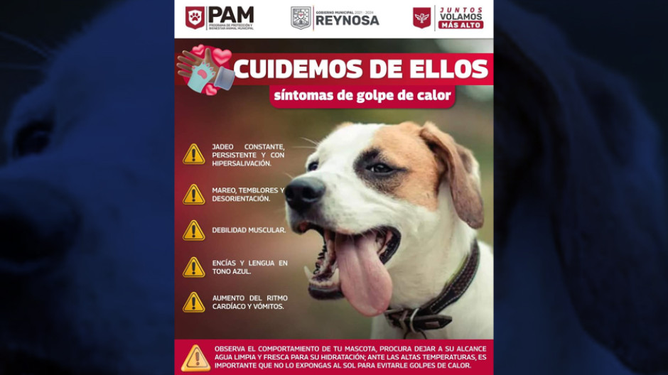 Exhorta Gobierno de Reynosa a cuidar mascotas ante ola de calor