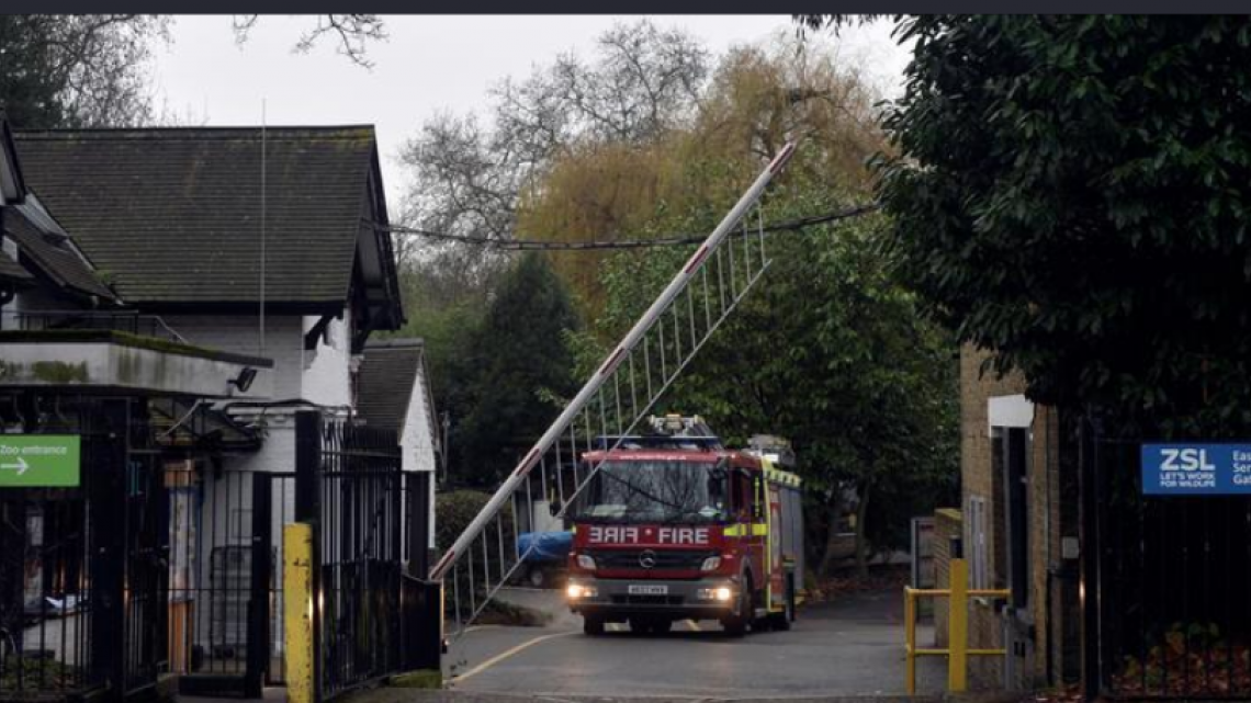 Registran gran incendio en el zoológico de Londres