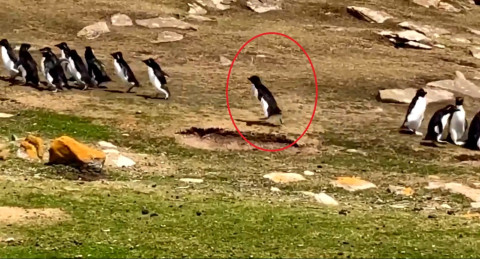 Pingüino se vuelve viral luego de confundirse de grupo