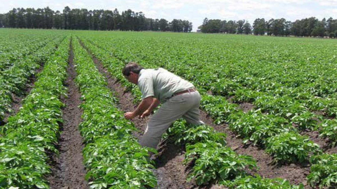 Impulsarán la agricultura, ganadería y pesca en Matamoros