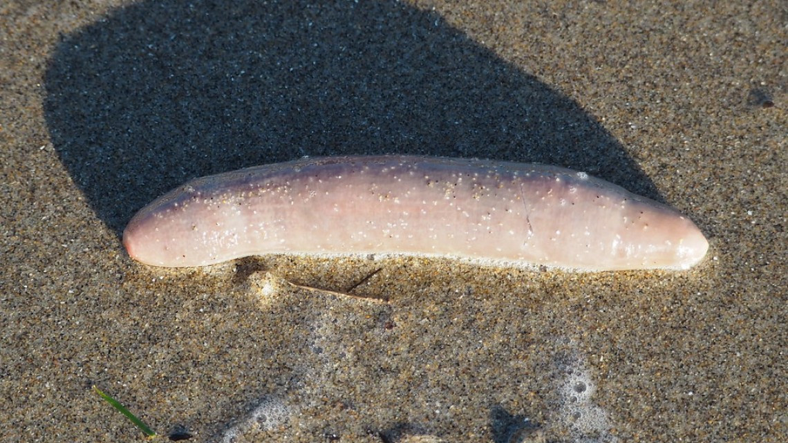 Llegan a California miles de “peces pene”