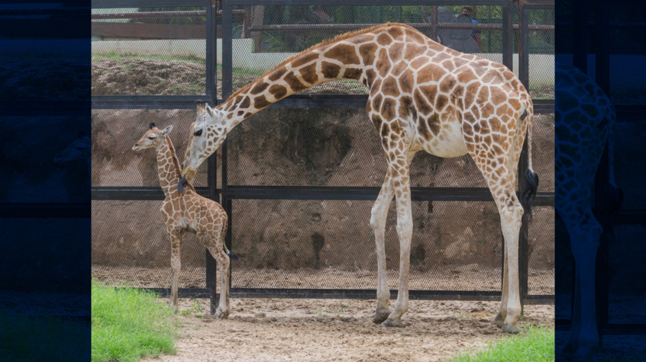 Nace jirafa en el Zoológico de Nuevo Laredo