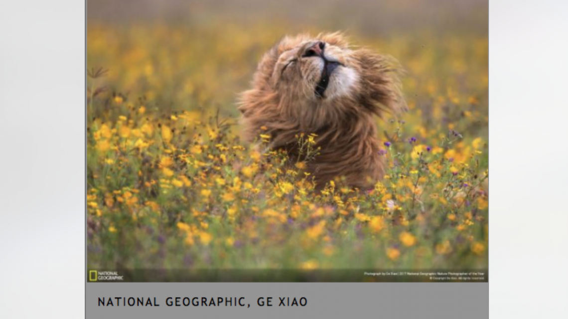 Conoce a los ganadores del NatGeo Nature 2017