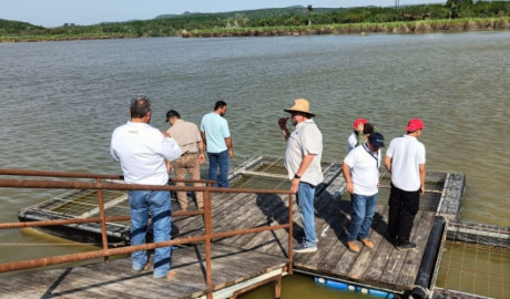 Refuerzan capacitación técnica para impulsar la acuacultura sustentable de ostión