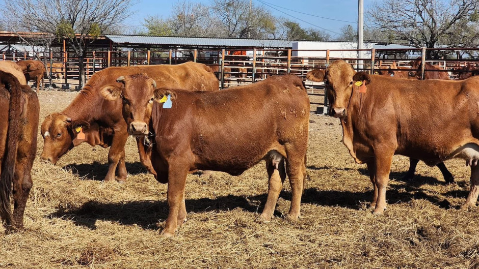 Ganaderos piden cierre de la frontera sur para frenar plaga del gusano barrenador