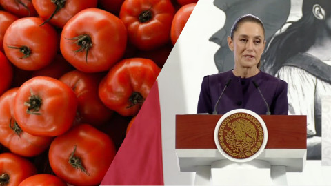 Sheinbaum afirma que Jitomate mexicano seguirá exportándose a EU: “ellos pagarán esa cuota compensatoria”