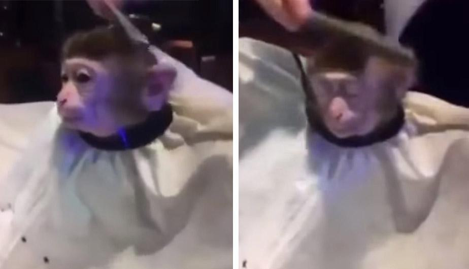 El meme del corte de pelo a un mono que encaja en todo