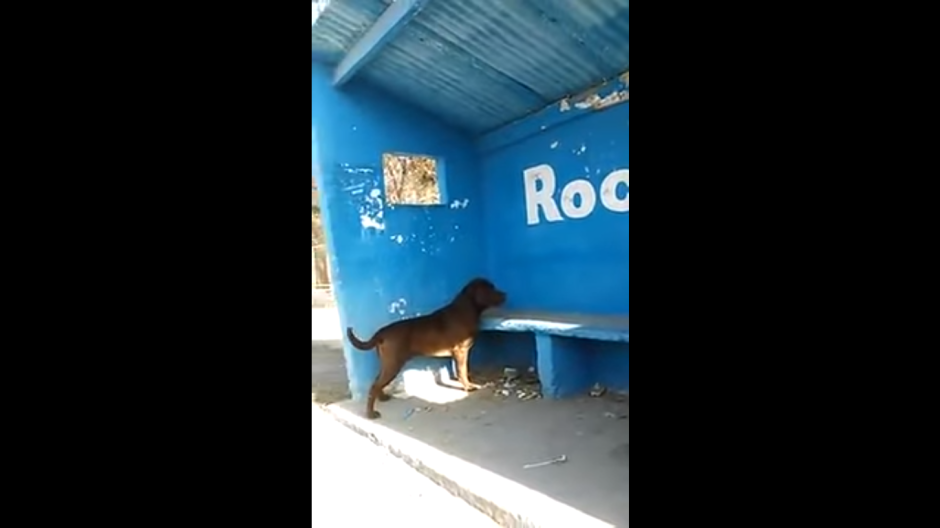 Un can que mira la parada de un autobús, por más de tres días