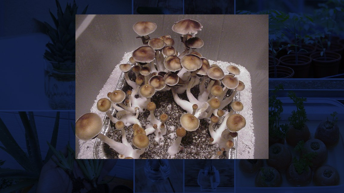 ¡En tiempos de coronavirus! Cultiva en casa tus propias frutas y verduras 