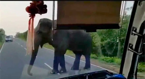 Elefante detiene un autobús y roba racimos de plátanos a turistas