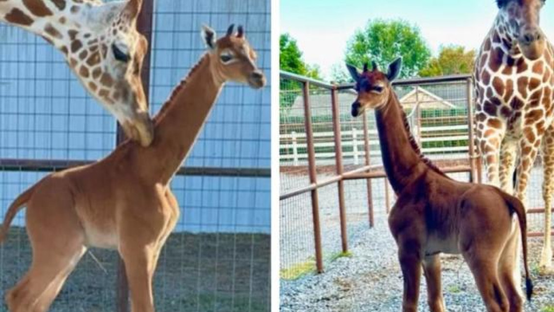  Nace jirafa sin manchas en Estados Unidos; única en el mundo