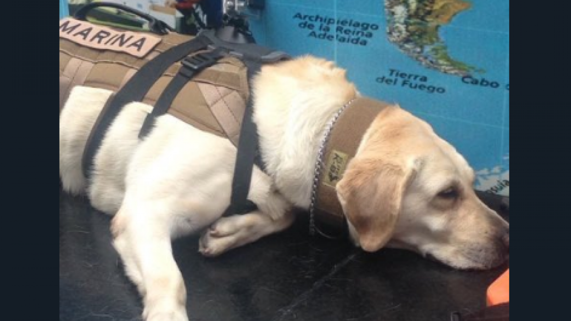 Conoce a Frida, una heroína de cuatro patas