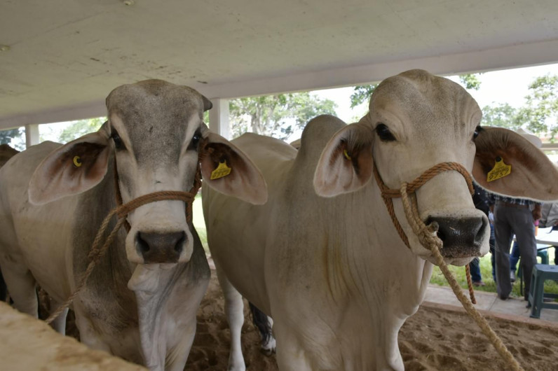 Lleva Gobierno del Estado Programa de Mejoramiento Genético al municipio de Aldama
