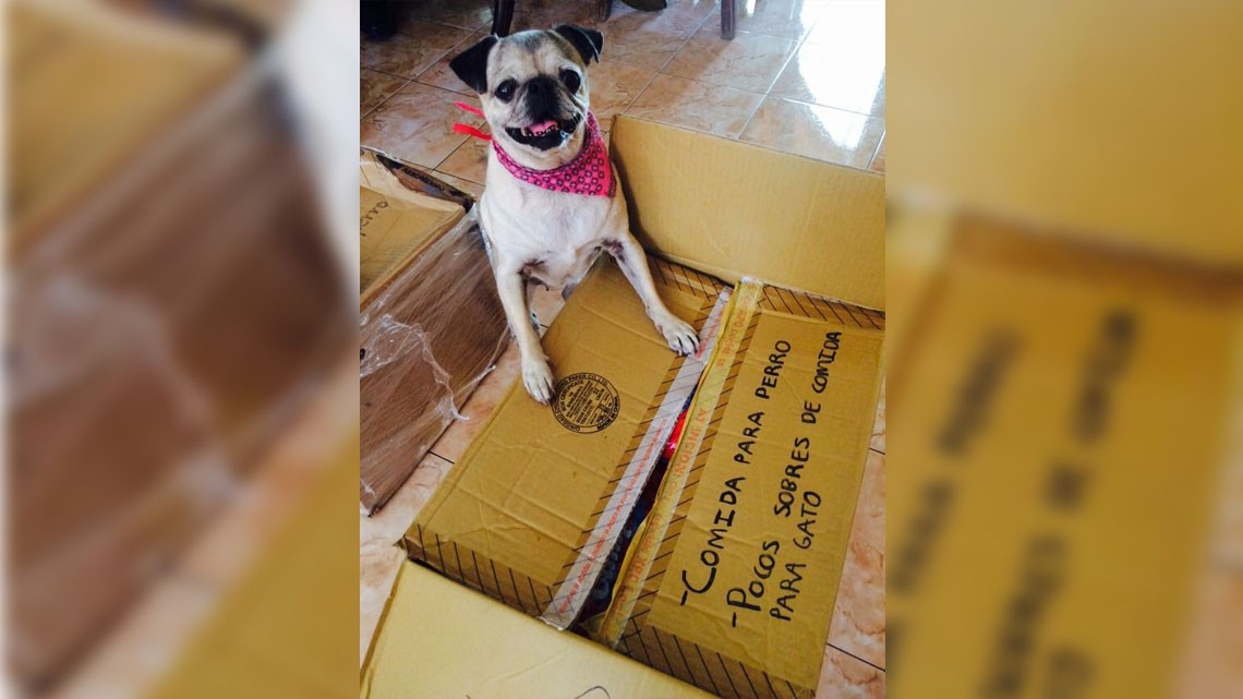 Apoyo entregado a NotiGAPE vuela de Tamaulipas a CDMX