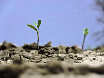 Gobierno de Tamaulipas impulsa recuperación de manglar